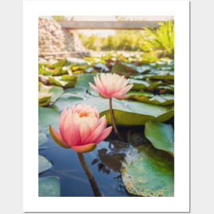 waterlily pond Posters and Art